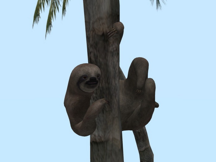 TM Sloth - Prop