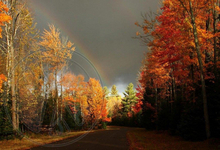 261 - Autumn - Forest - Rainbow - Trees with Red, Green, Yellow Leaves - Small Road - Land Divider - Privacy Screen