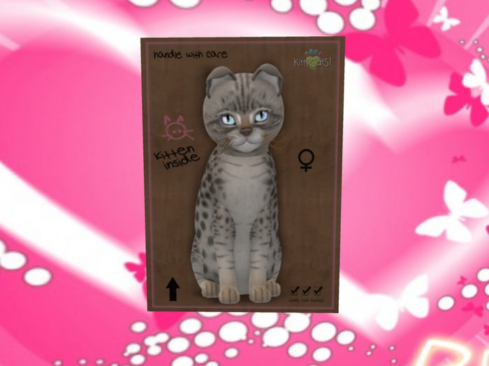 KittyCatS Box - 198 Tracey y Prescott