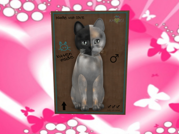 KittyCatS Box - 51 Fergie y Carlos