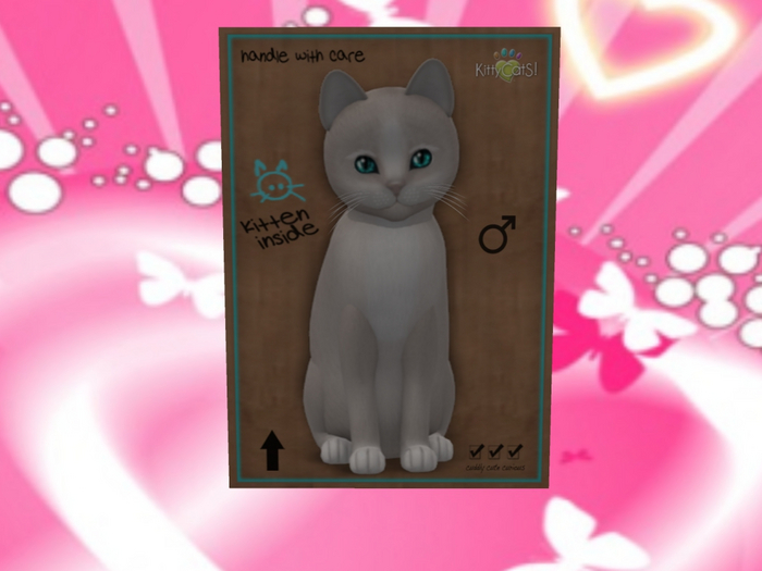 KittyCatS Box - New Born Kitten