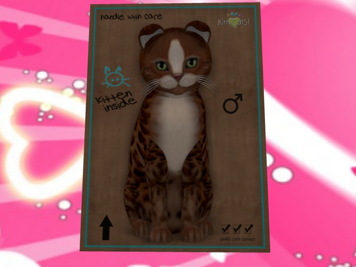 KittyCatS Box - Genesis - Ginger TOY