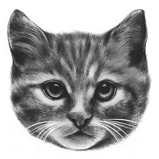 KittyCatS Box - New Born Kitten