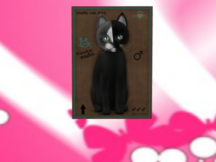 KittyCatS Box - New Born Kitten