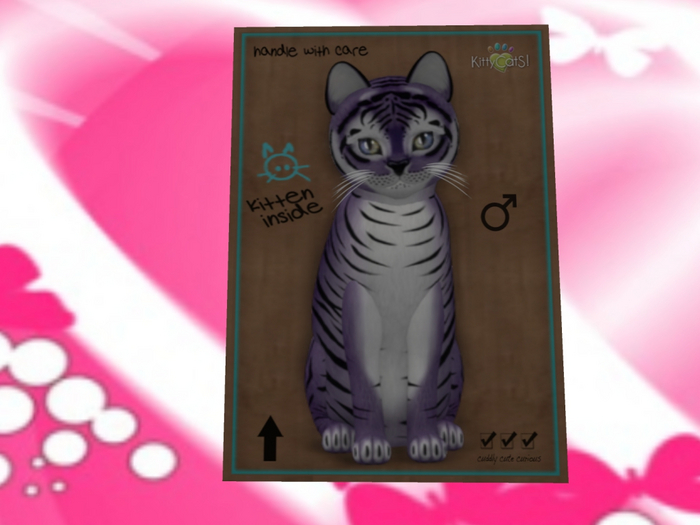 KittyCatS Box - New Born Kitten