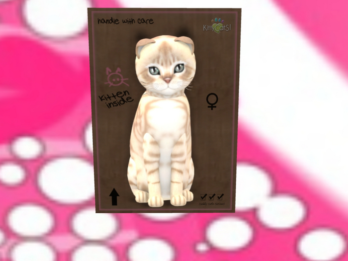 KittyCatS Box - New Born Kitten