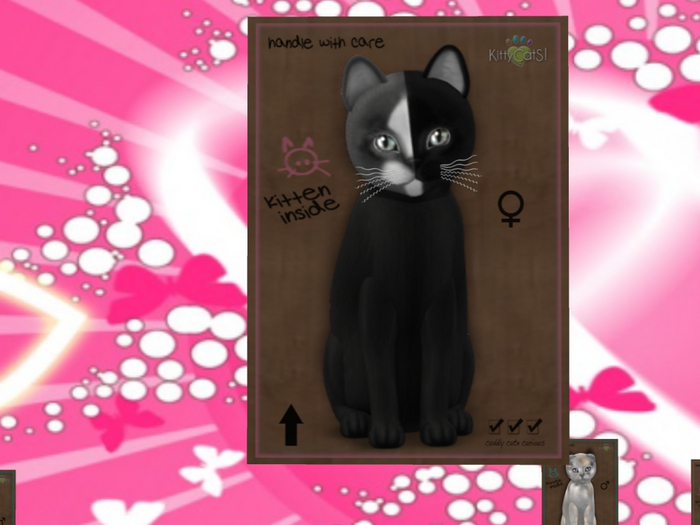 KittyCatS Box - New Born Kitten