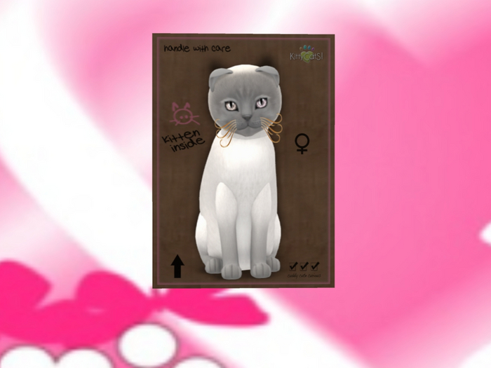 KittyCatS Box - New Born Kitten