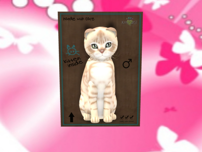 KittyCatS Box - New Born Kitten