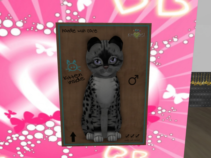 KittyCatS Box - New Born Kitten