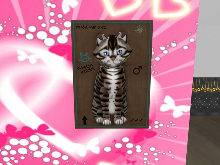 KittyCatS Box - New Born Kitten