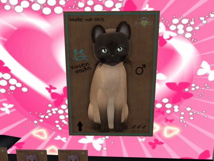 KittyCatS Box - New Born Kitten