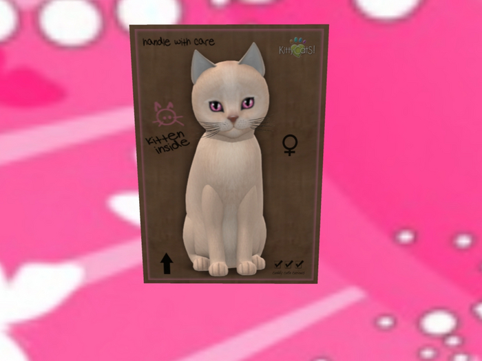 KittyCatS Box - New Born Kitten