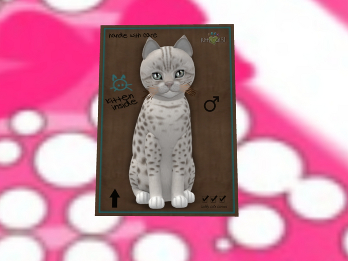 KittyCatS Box - New Born Kitten