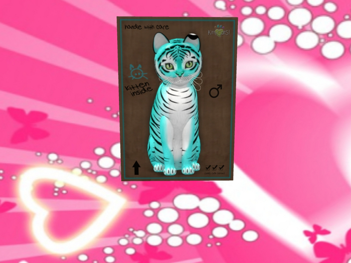 KittyCatS Box - New Born Kitten