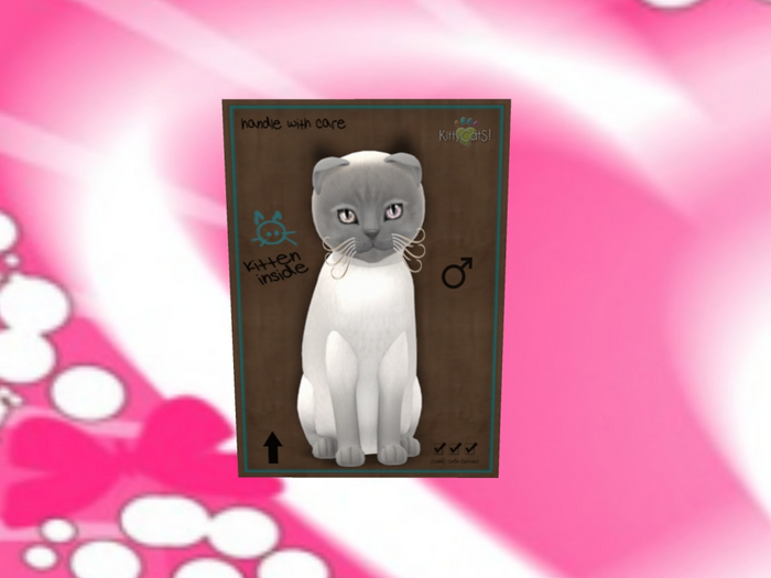 KittyCatS Box - New Born Kitten