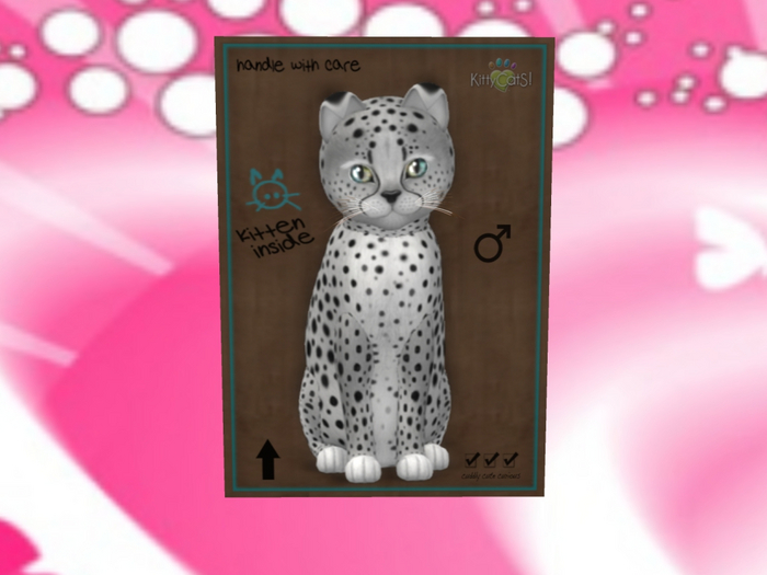 KittyCatS Box - New Born Kitten