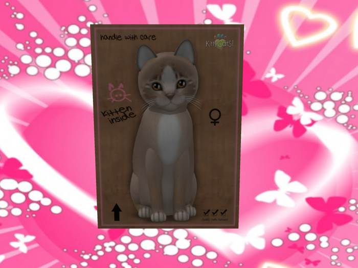 KittyCatS Box - New Born Kitten