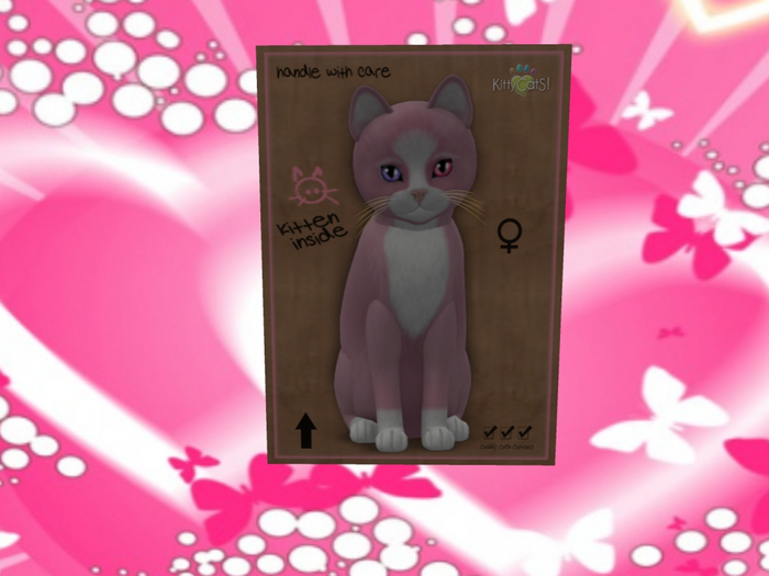 KittyCatS Box - New Born Kitten