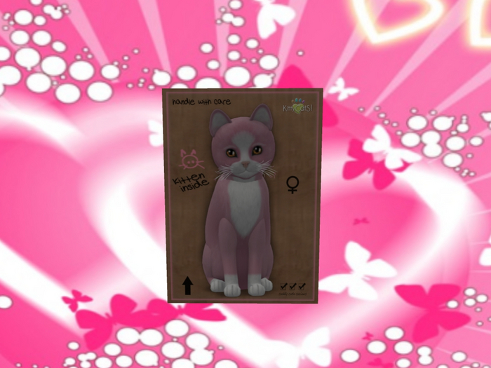 KittyCatS Box - New Born Kitten