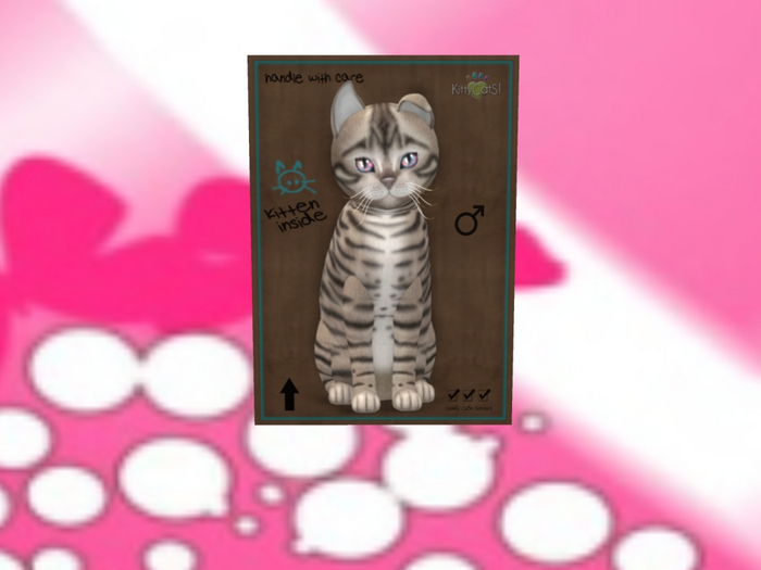 KittyCatS Box - Toyger  Blue M 9T Meditation Clarity