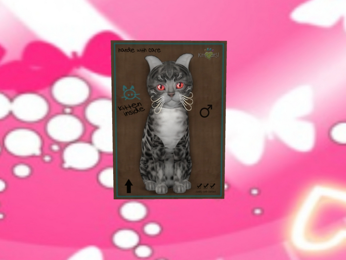 KittyCatS Box - New Born Kitten