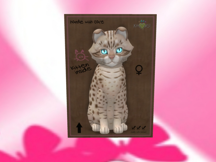 KittyCatS Box - EDDY 600