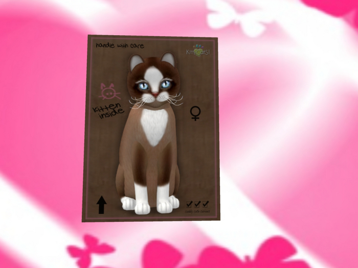 KittyCatS Box - New Born Kitten