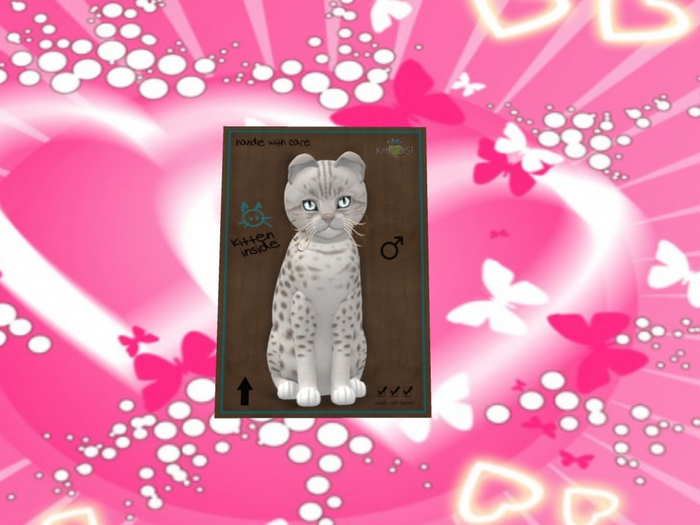 KittyCatS Box - New Born Kitten