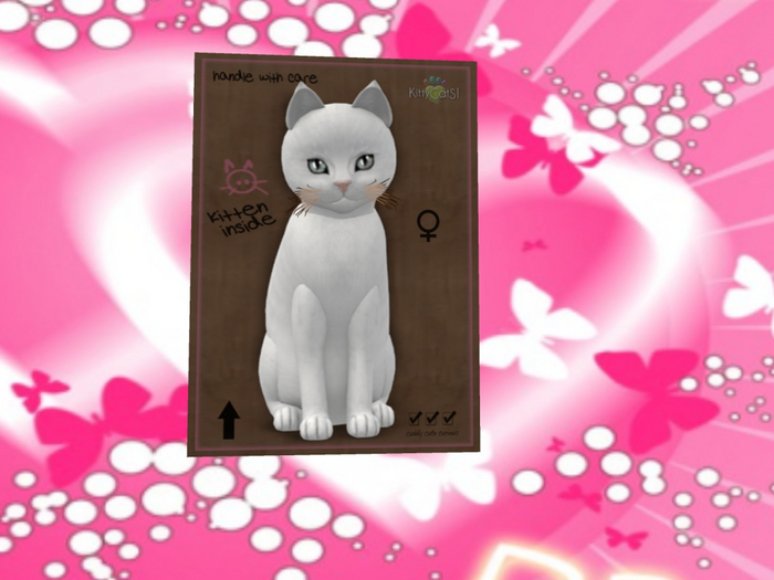 KittyCatS Box - New Born Kitten