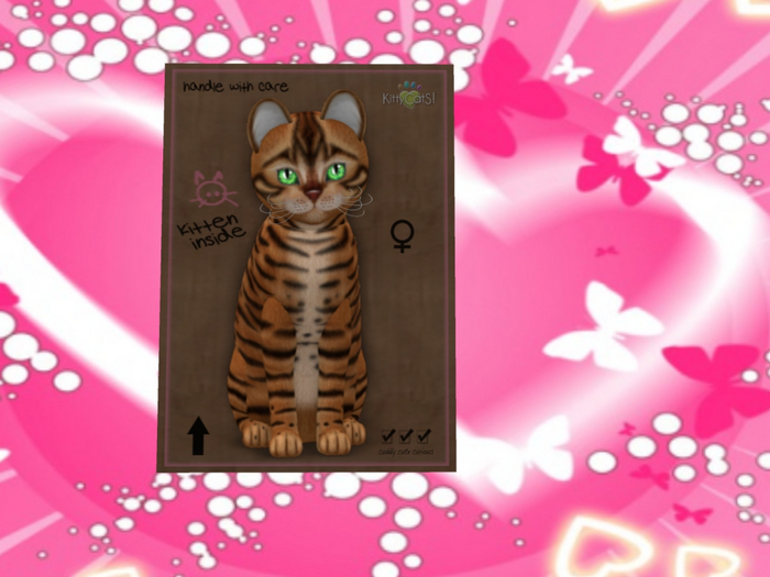 KittyCatS Box - Toyger Caramel 9T F