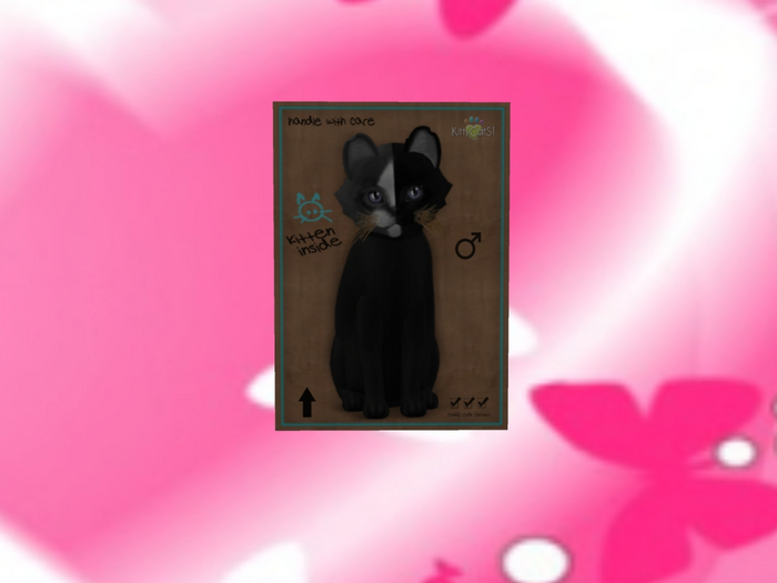 KittyCatS Box - New Born Kitten