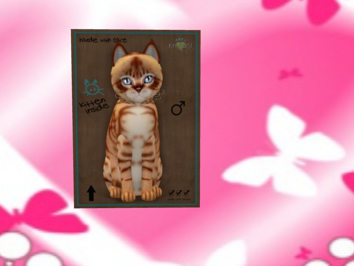 KittyCatS Box - NB Aussie Mist Ginger 9T M P Mountain Mist (Don