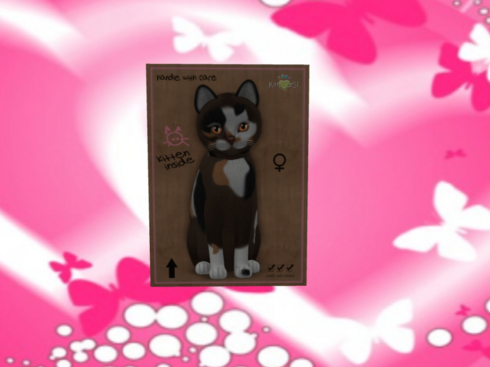 KittyCatS Box - New Born Kitten