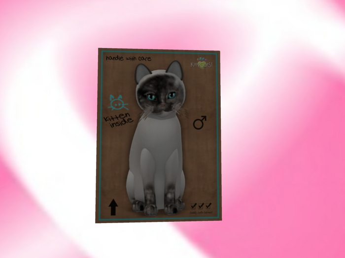 KittyCatS Box - New Born Kitten