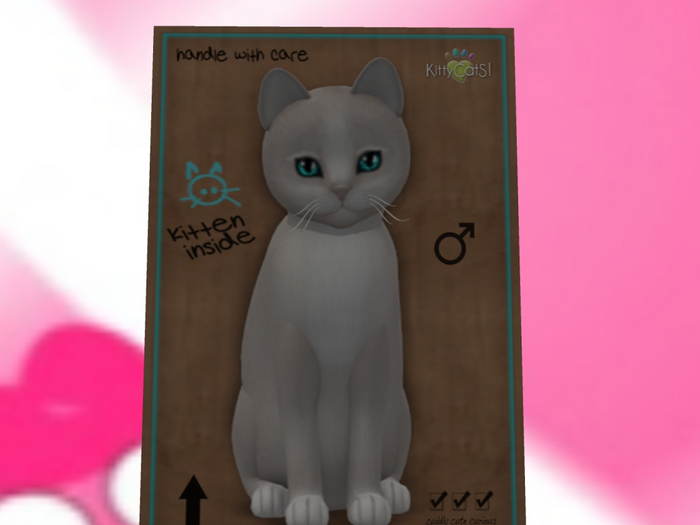 KittyCatS Box - New Born Kitten