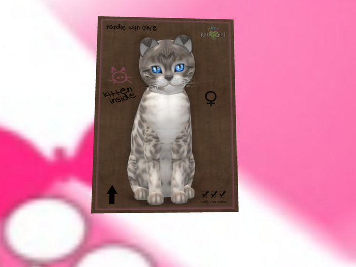 KittyCatS Box - New Born Kitten