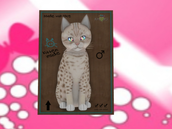 KittyCatS Box - New Born Kitten