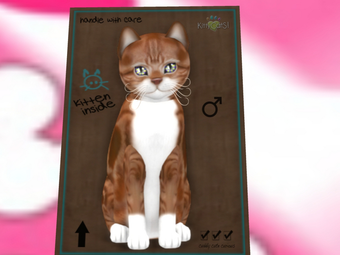 KittyCatS Box - New Born Kitten