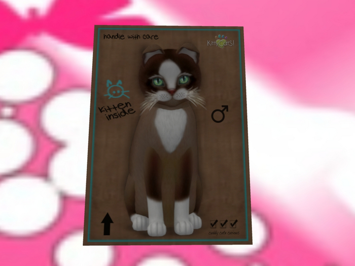 KittyCatS Box - New Born Kitten