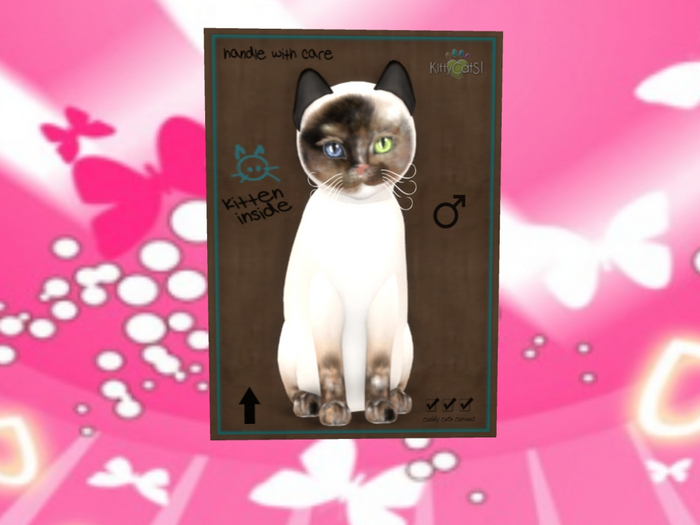 KittyCatS Box - New Born Kitten