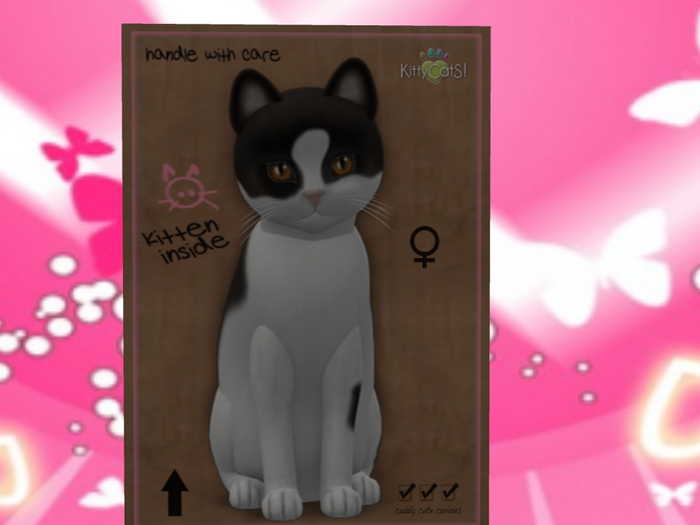 KittyCatS Box - New Born Kitten