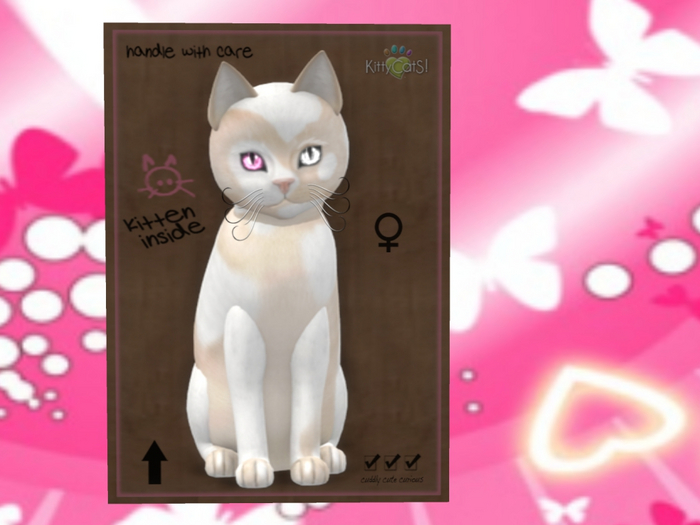 KittyCatS Box - 9TF III ChatCatC&W2 OdyCrystalRose Josie II x P