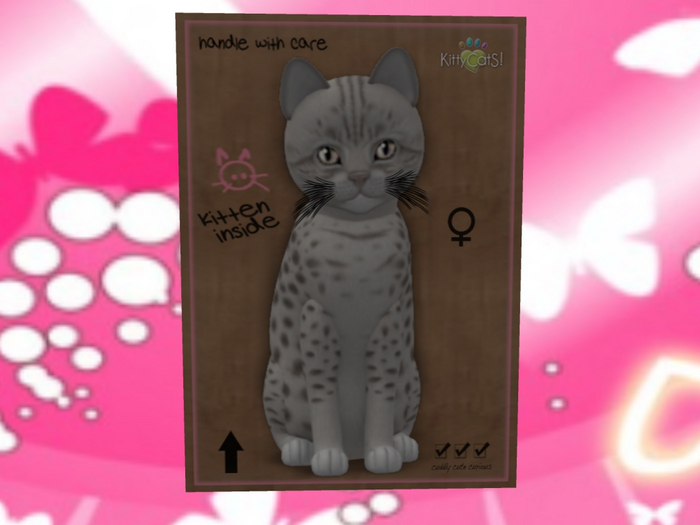 KittyCatS Box - New Born Kitten