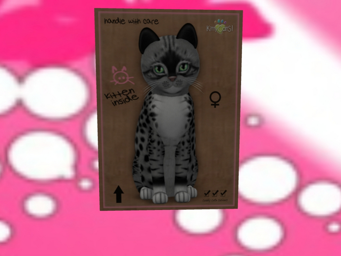 KittyCatS Box - New Born Kitten