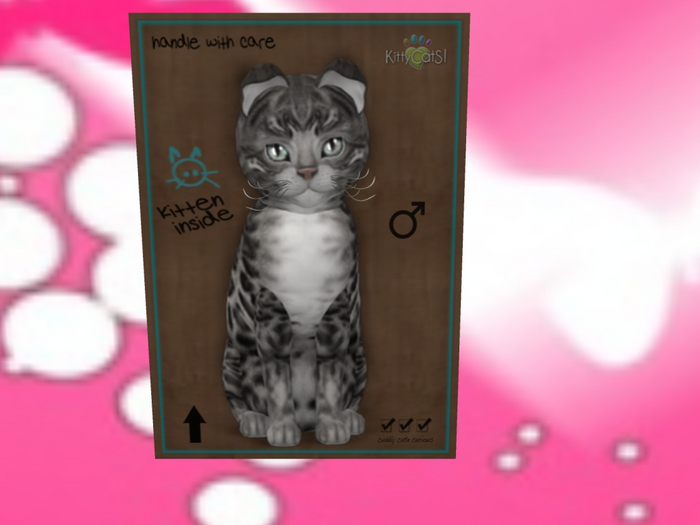 KittyCatS Box - New Born Kitten