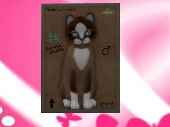 KittyCatS Box - New Born Kitten