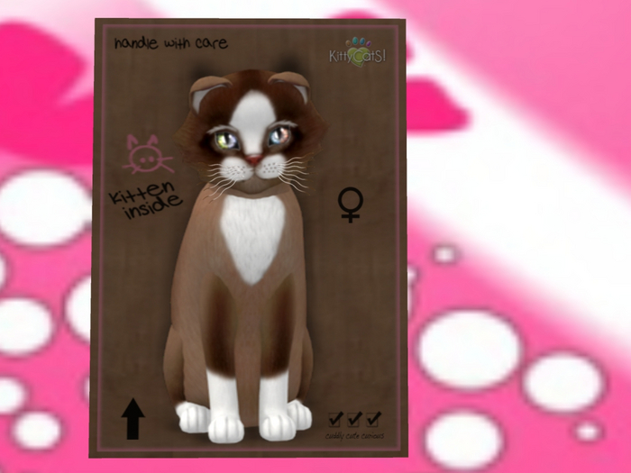 KittyCatS Box - New Born Kitten