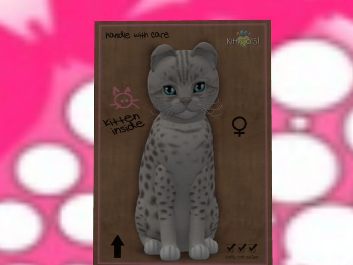 KittyCatS Box - New Born Kitten