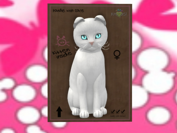 KittyCatS Box - New Born Kitten